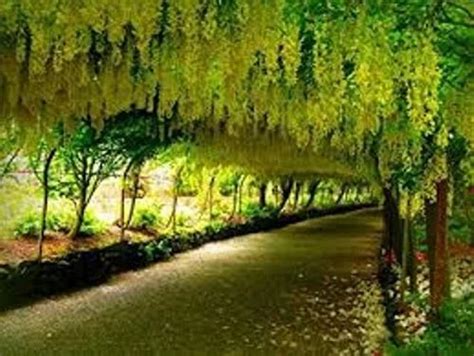 Cassia fistula seeds -Indian Laburnum seeds at Rs 450/kilogram | Forestry Seeds in Chennai | ID ...