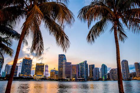 Miami, Florida skyline and bay at sunset seen through palm trees | Neo ...