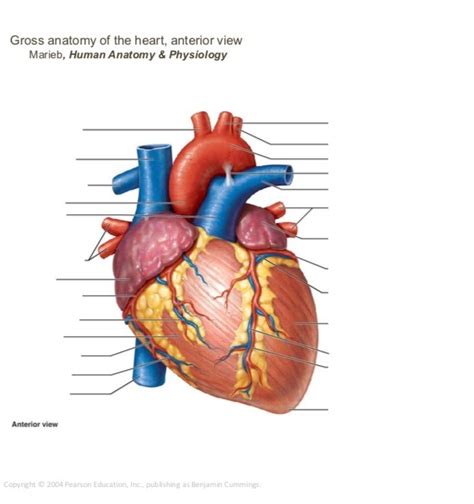 Heart Labeling anterior view Diagram | Quizlet