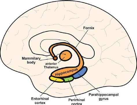 Figure 1.1 from The Integration of Memory and Visual Perception in the ...