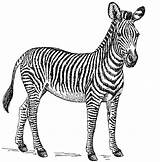 Zebra Coloring Coloring Pages sketch template