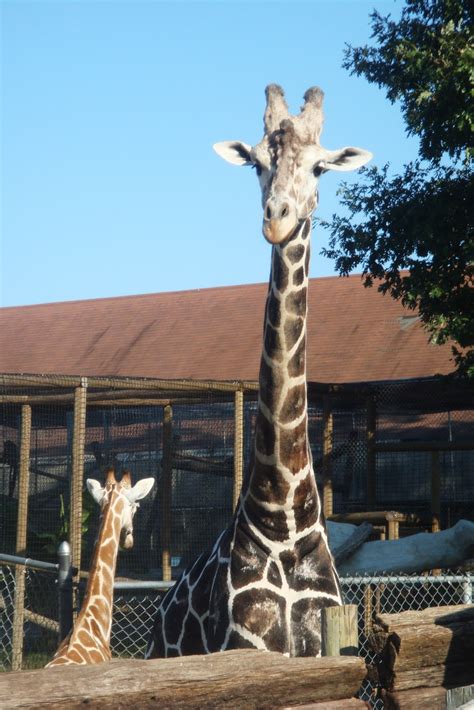 Stink and I: Metro Richmond Zoo