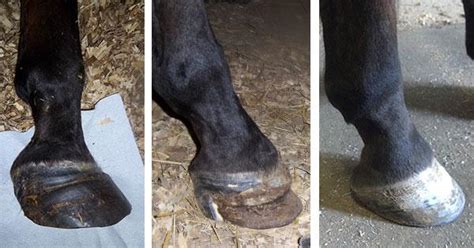 Case Report: Laminitis with sloughing of all four hooves in a 13-year-old Quarter Horse gelding ...