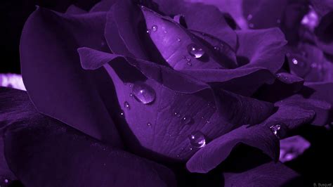 Purple Color Rose Wallpapers - Wallpaper Cave