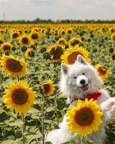 Felix on Instagram: “Am happiest sunflower of all 🌻 #hungary #sunflower ...