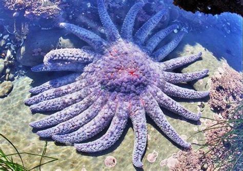 Sunflower Starfish: All you need to know about the biggest starfish