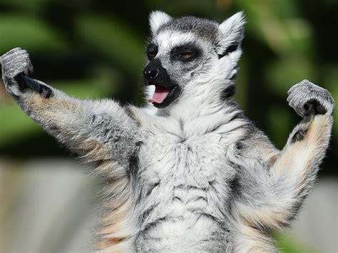 Melbourne Zoo opening hours extended for summer: Lemurs take advantage | Herald Sun