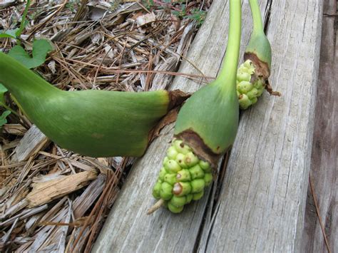 Calla Lily – Planting Seed | Walter Reeves: The Georgia Gardener