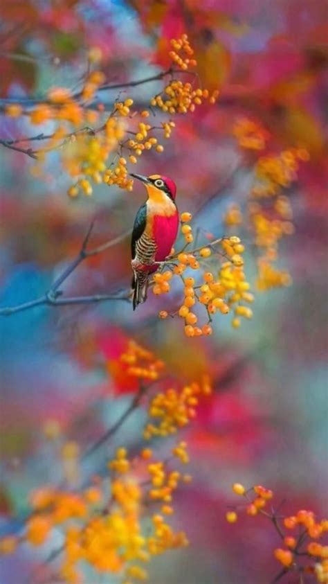 Best 12 31 National Geographic Birds in the Wild … – Artofit