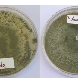 Colony Growth of Trichoderma viride (01 PP) and Trichoderma harzianum... | Download Scientific ...