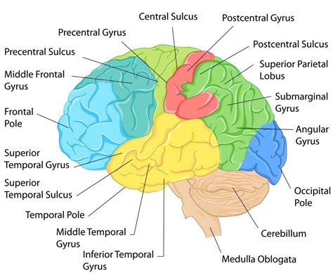 Brain Anatomy Images