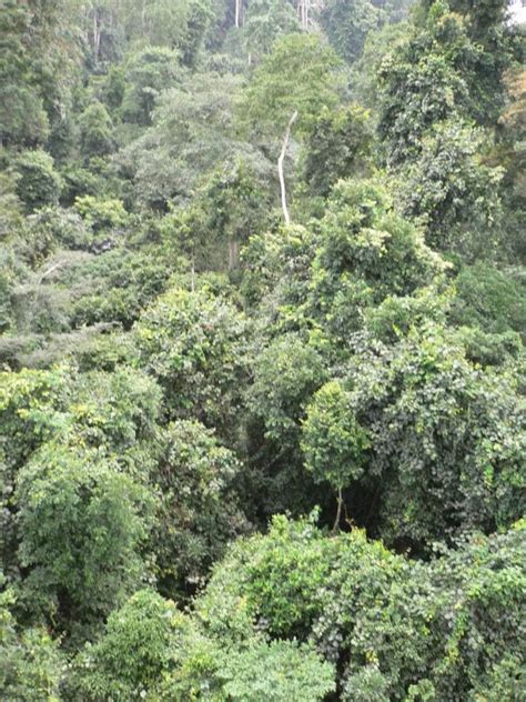 Ten African countries unite to protect rainforests - Earthzine