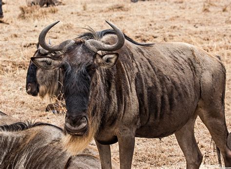 The Wildebeest | Information & Basic Facts | Animals Lover