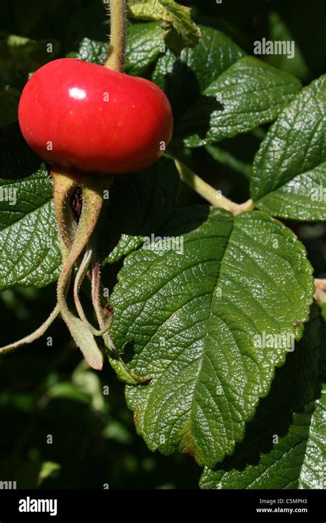 Japanese Rose Rosa rugosa Hips Stock Photo - Alamy