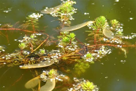 It's Not Work, It's Gardening!: Pond update: toad eggs!