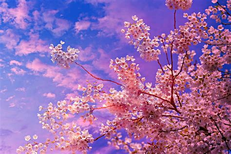 Tree on volcano, fantasy art, lava, landscape, cherry blossom, sunset, artwork, HD wallpaper ...