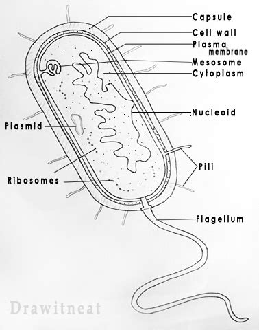 DRAW IT NEAT : How to draw Bacteria