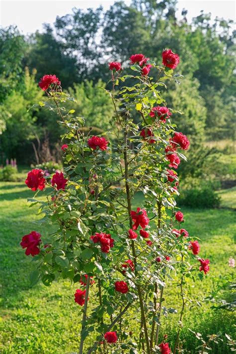 Climbing Rose Bush in Bloom Stock Photo - Image of rambling, gardening: 121519220