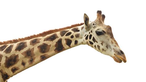 Giraffe Neck Evolution? | The Institute for Creation Research