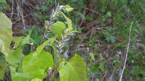 Aphids attacking Birch trees? - Ask Extension