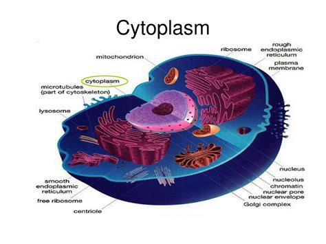 Cytoplasm Function Of Organelle - Osmond Satria