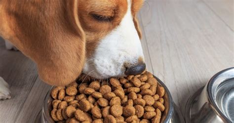 AAFCO Approved Dog Food: Here's What It Means | Puplore