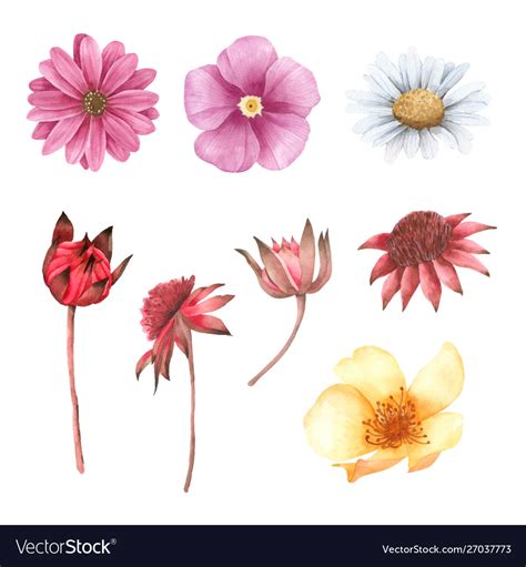 Flowers watercolor collection hand drawn paint Vector Image