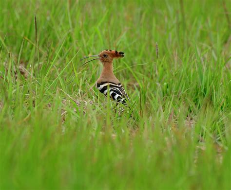 Doi Inthanon/ Doi Angkhang /Doi Sanju7 days 6 night Bird Watching tour – Private Culture and ...