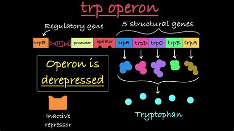 The trp Operon Explained - YouTube