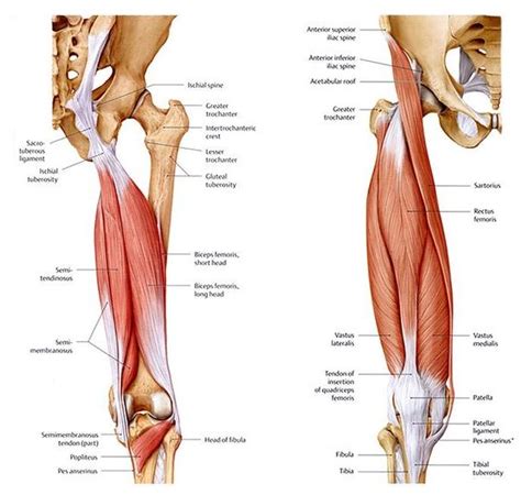 Hamstring Strain » Science-Based Chiropractic