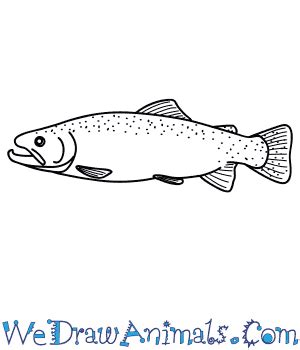 How to Draw a Trout