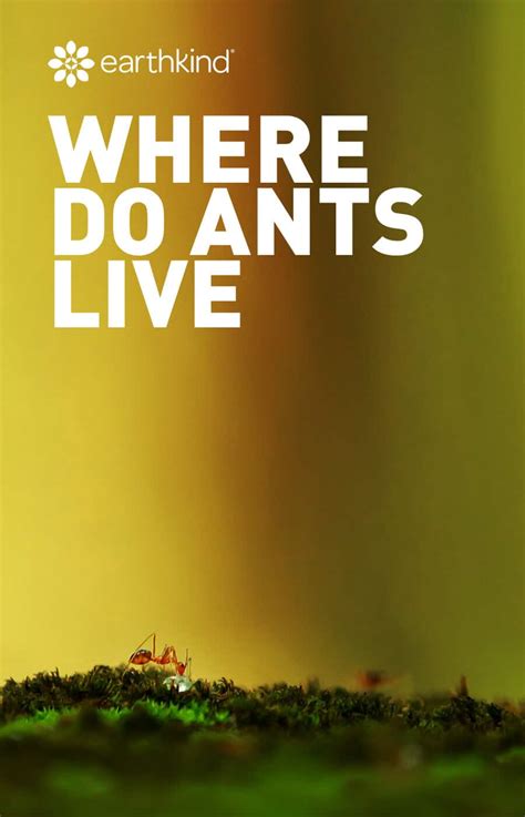 Ant Habitat: Where Do Ants Live & How They Get In Your Home