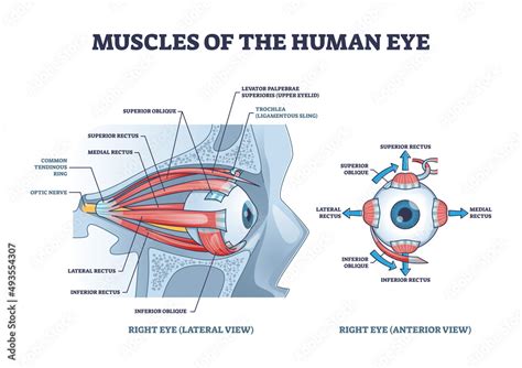 Eye Muscles Model Labeled