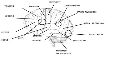 Crotalus Knowledgus: Brain Anatomy