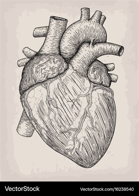 Human heart hand drawn anatomical sketch Vector Image