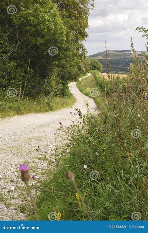 Countryside in West Sussex. England Stock Image - Image of shrub, road ...