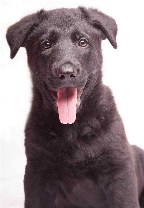 German Shepherd Chocolate Lab Mix