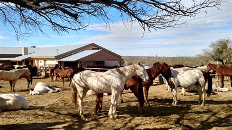 Horse Ranch In Arizona Is A Family Tradition » High Country Horses