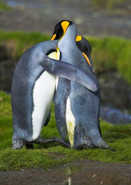 King penguins hugging in courtship in South Georgia Picture | Totaly ...