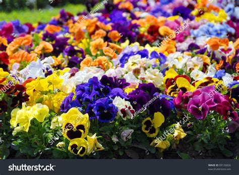 Heartsease Flower Garden Closeup Stock Photo (Edit Now) 69126826 | Shutterstock