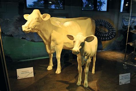 Ohio State Fair Butter Cow 2024 - Corny Annadiane