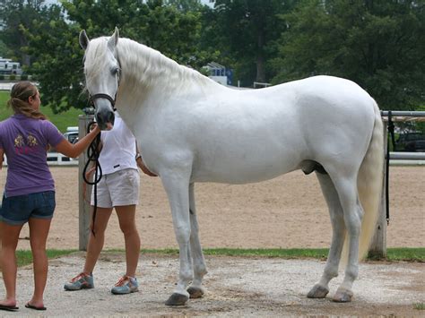 Andalusian Horse Breed Information | Appearance, Cost, Care | UKPets