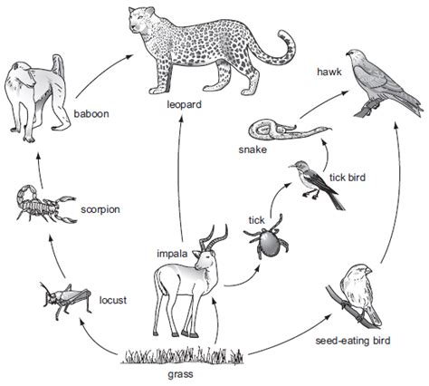 Biology Charts And Diagrams