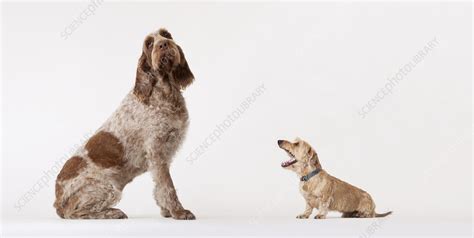 Small dog barking at bigger dog - Stock Image - F013/6402 - Science ...