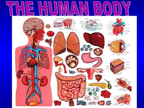 Anatomy And Physiology of Human body | PPT