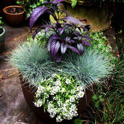 Container - blue fescue, Persian shield, lobularia