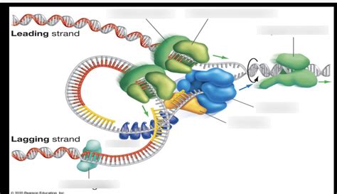 Leading strand synthesis Diagram | Quizlet