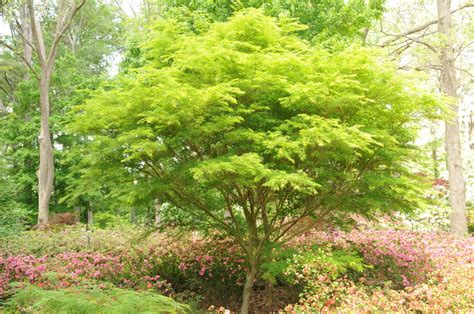 Acer palmatum var. dissectum ‘Seiryu’ | Kiefer Nursery: Trees, Shrubs, Perennials