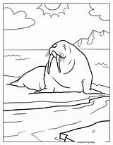 Arctic Animals Coloring Pages20  Free Printable coloring Pages Cute sketch template