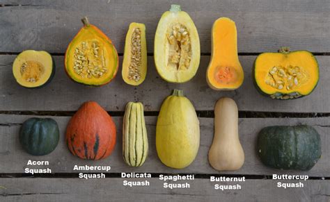 Download How To Tell If A Butternut Squash Is Bad Images - certifiedchiq